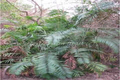 Calamus viminalis var. fasciculatus